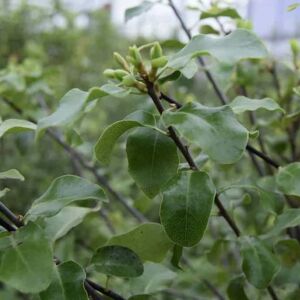 Pittosporum tenuifolium 150-175 cm